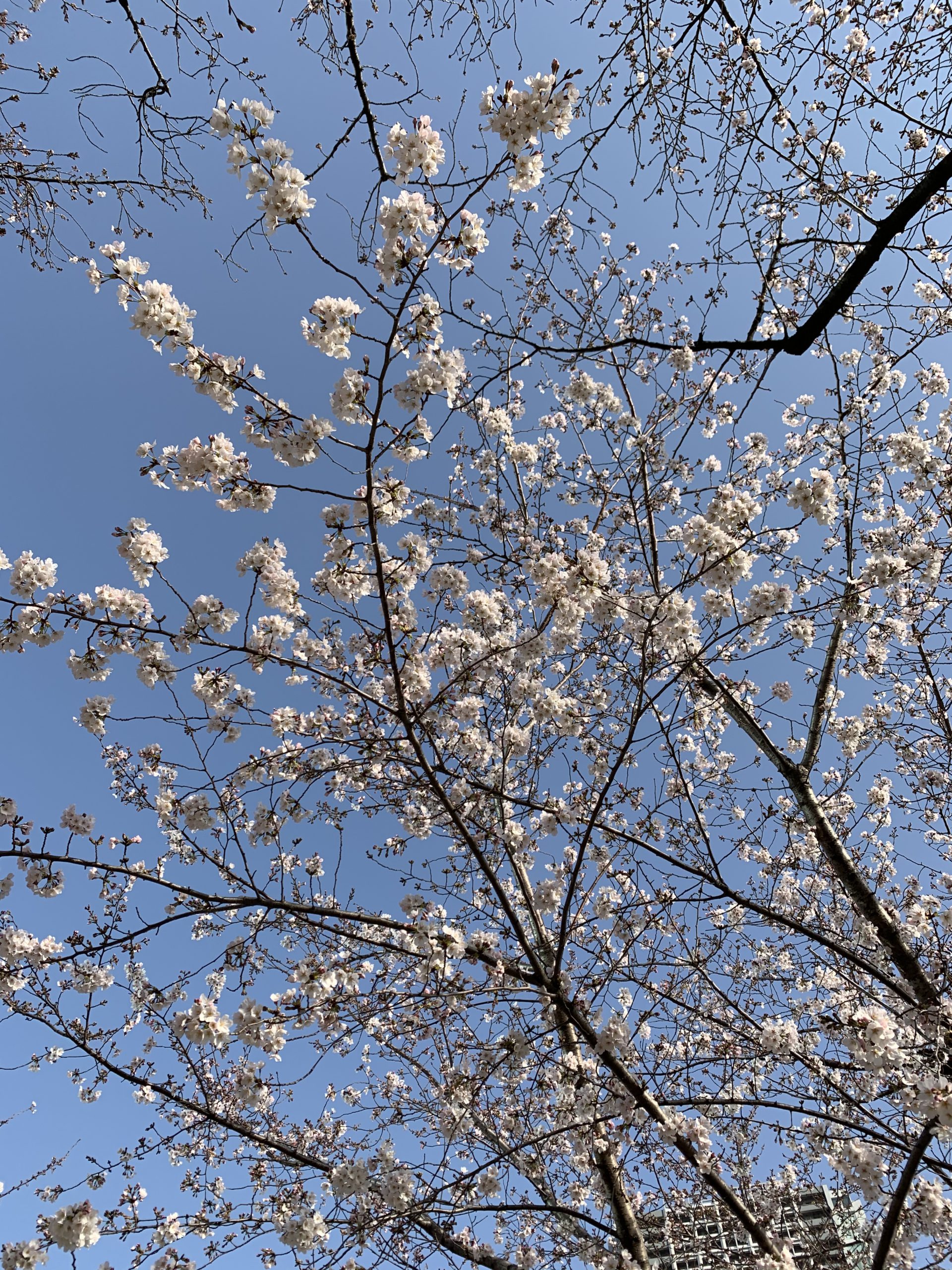 春空と桜